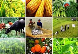 Hỗ trợ liên kết sản xuất và tiêu thụ sản phẩm nông nghiệp 